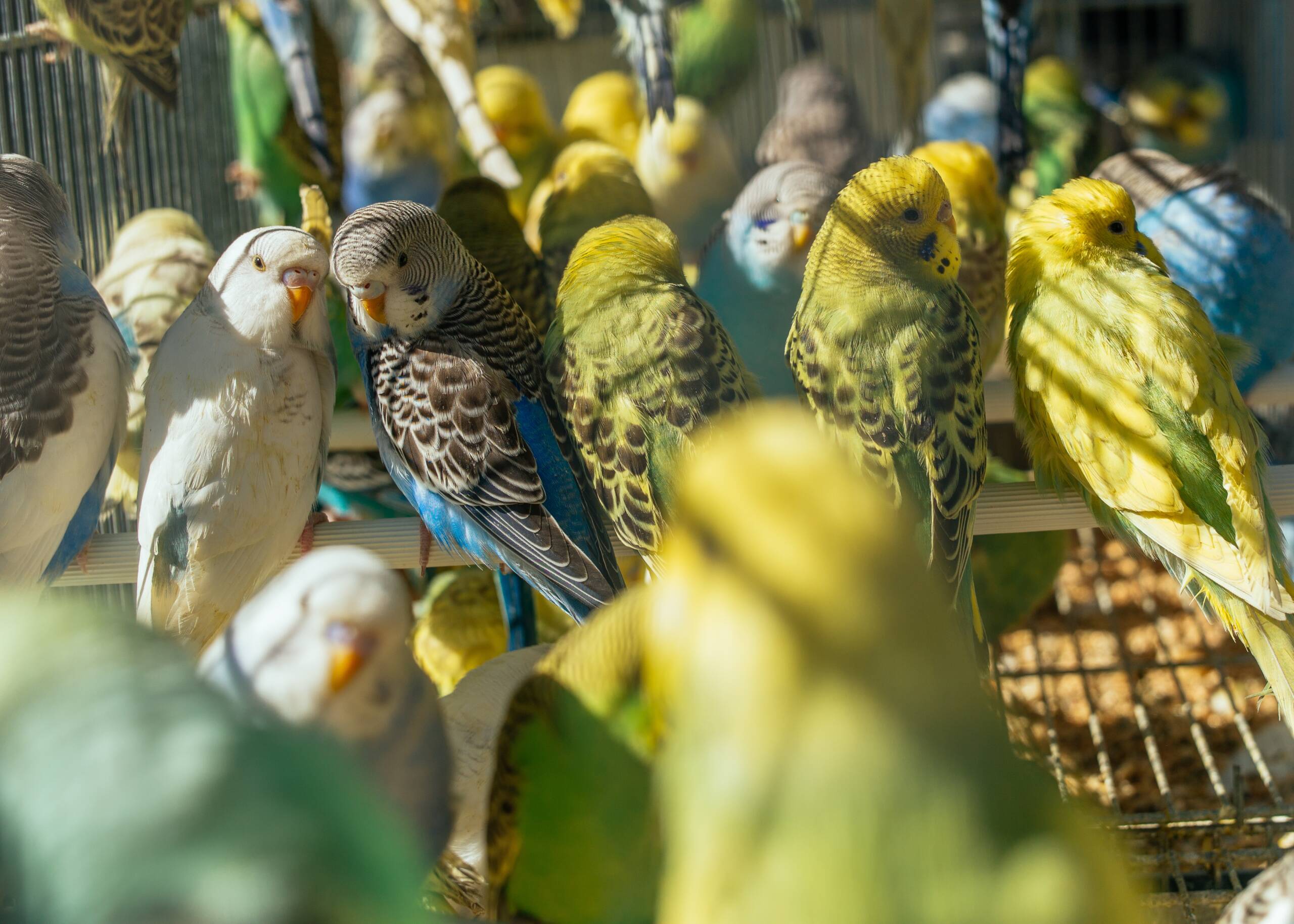 Closeup of colorful pretty Budgies in a cage